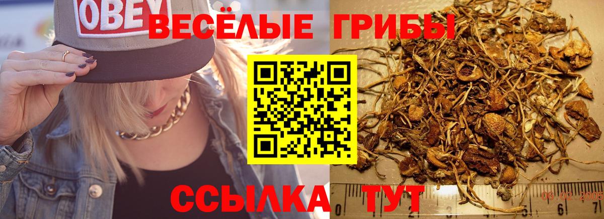 где продают наркотики  Псилоцибиновые грибы мицелий  Вход с VPN  Псилоцибиновые грибы прущие грибы  Томск 